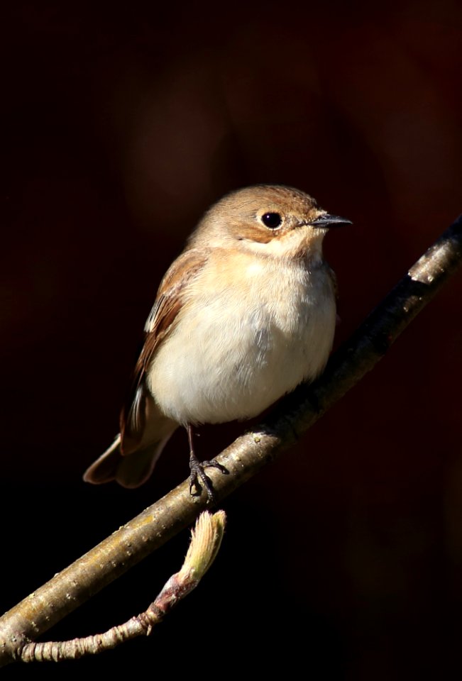 Ficedula hypoleuca Oulu 20170530 03