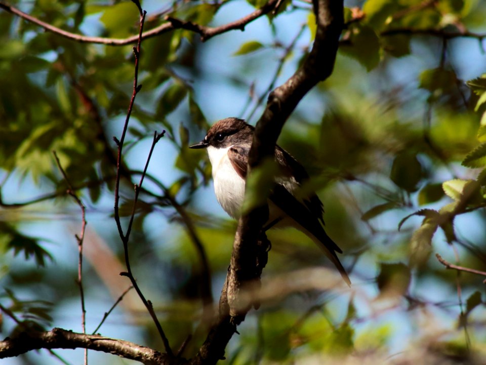 Ficedula hypoleuca Haukipudas Oulu 20210529