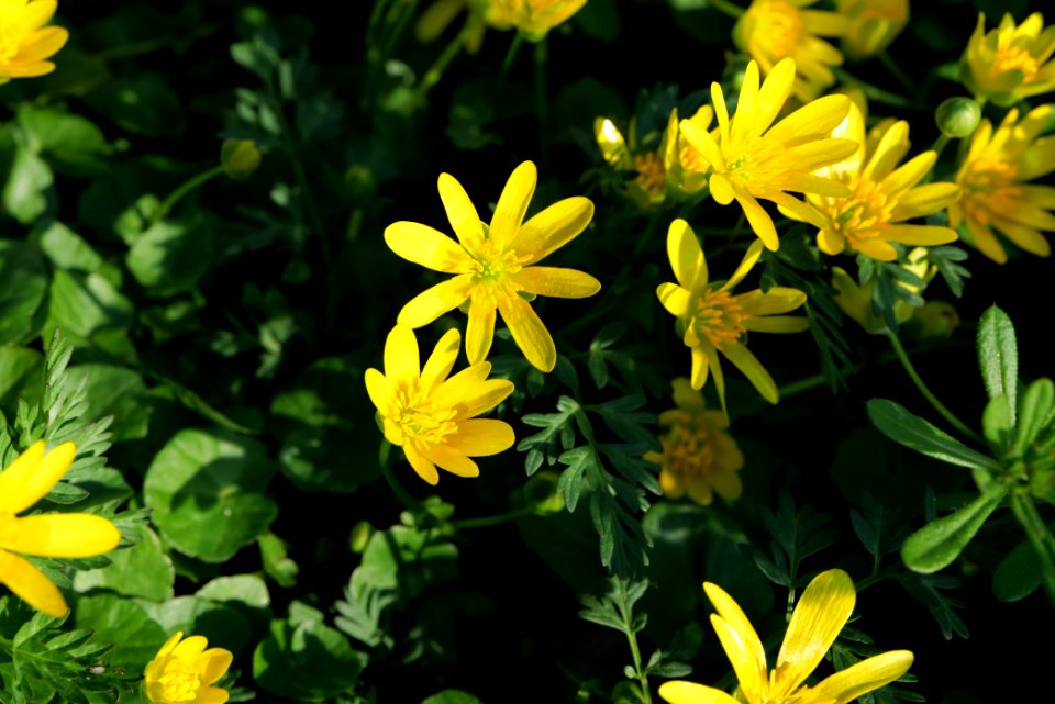 Ficaria verna near Nidda in Frankfurt Eschersheim 2020-03-22 08