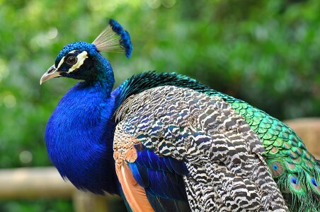 Feather color colorful photo