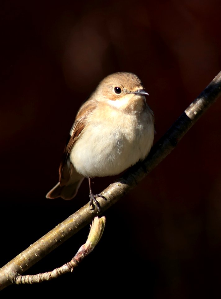 Ficedula hypoleuca Oulu 20170530 02