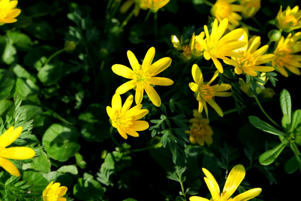 Ficaria verna near Nidda in Frankfurt Eschersheim 2020-03-22 07