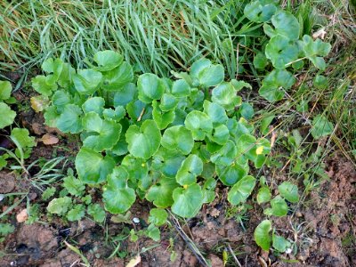 Ficaria verna subsp. ficariiformis plant (01)