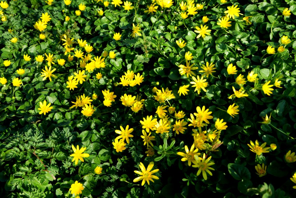 Ficaria verna near Nidda in Frankfurt Eschersheim 2020-03-22 05