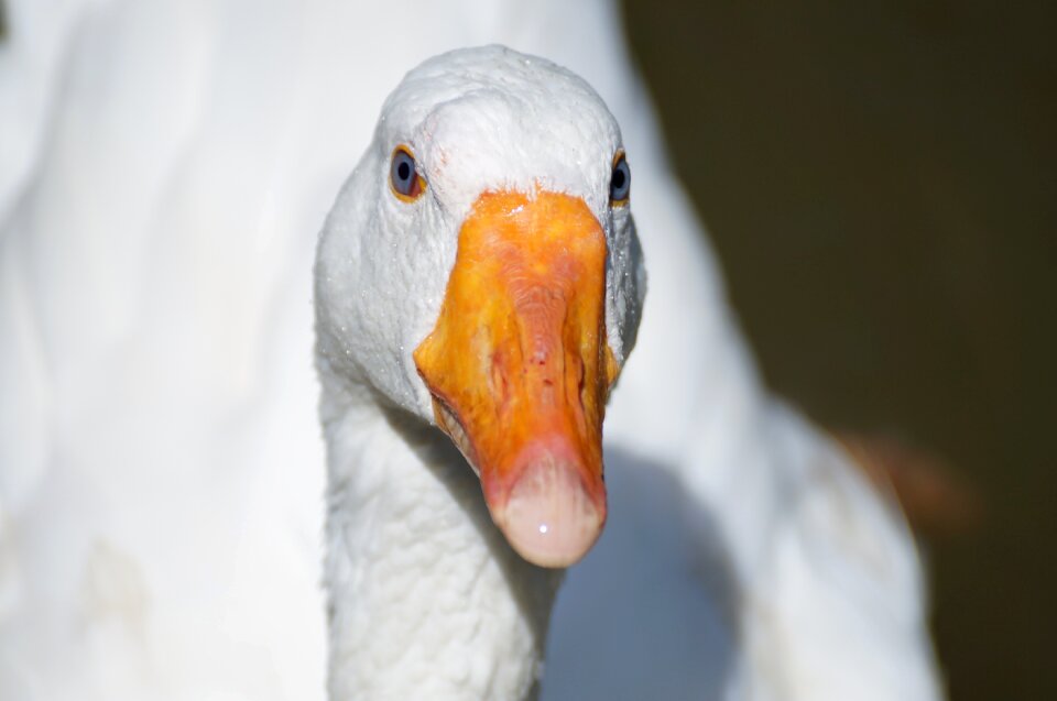 Goose duck animal