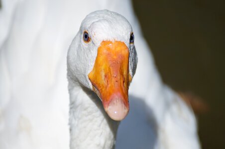 Goose duck animal photo
