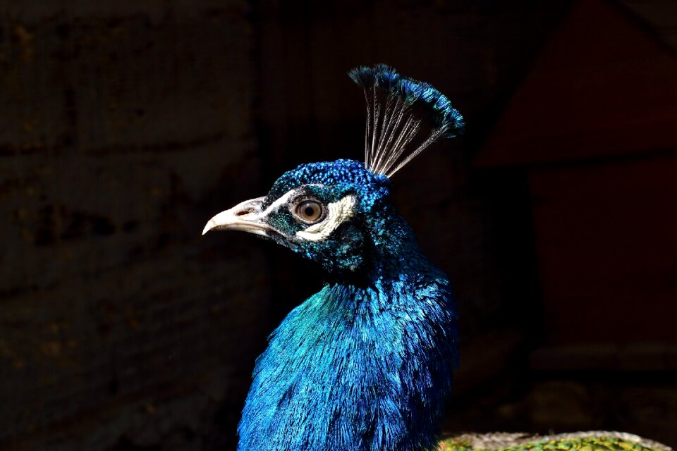 Profile feather color