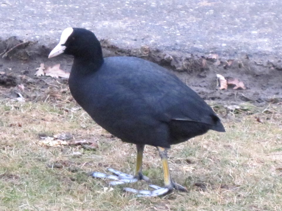 Fulica atra (common coot), Arnhem, The netherlands