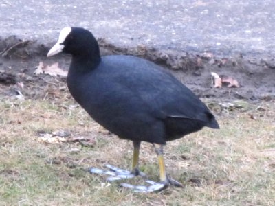 Fulica atra (common coot), Arnhem, The netherlands