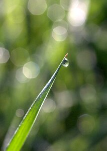 Green morning nature