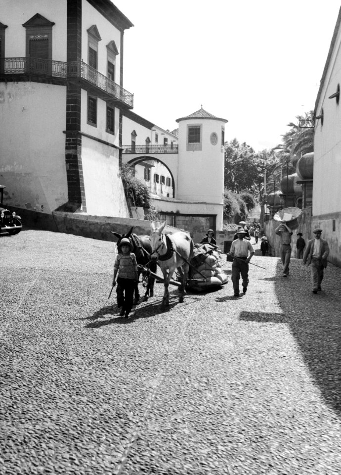 Funchal Palacio São Lourenco, Bestanddeelnr 255-9603