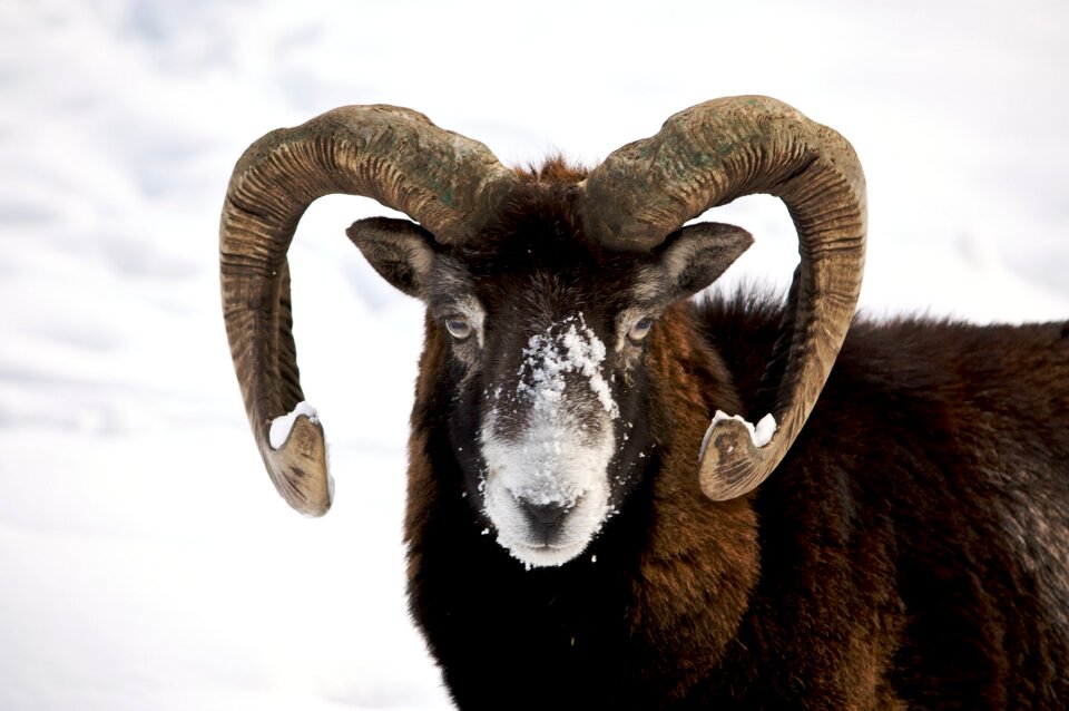 Wildlife nature horns