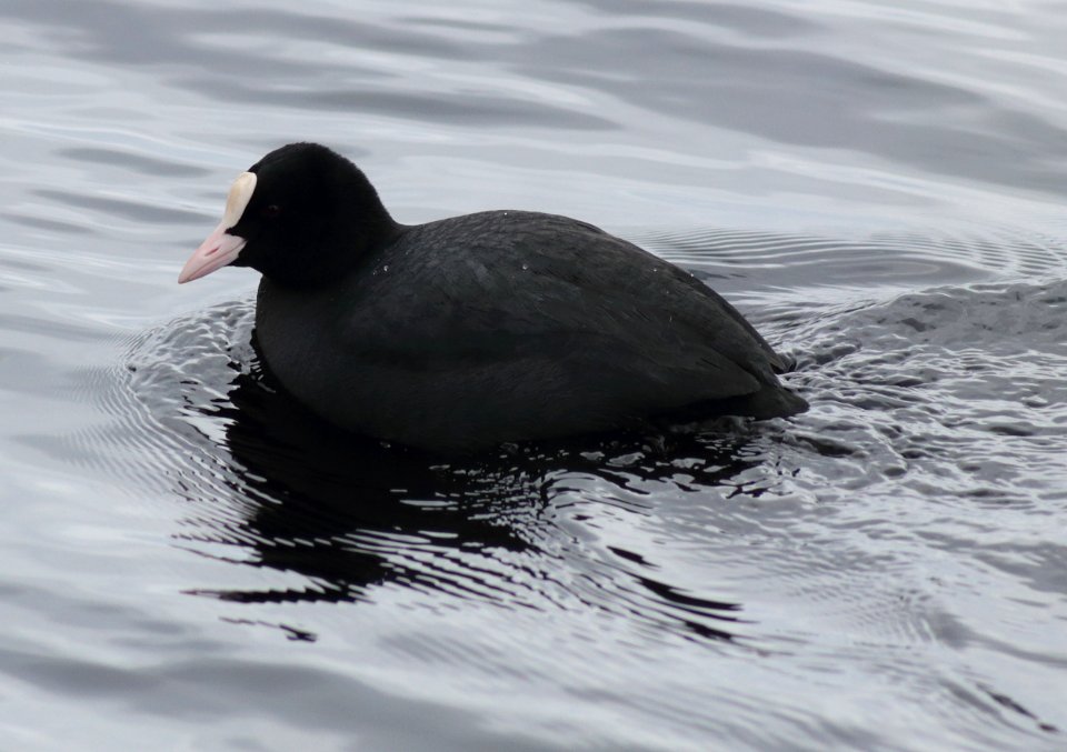 Fulica atra Oulu 20170415 04