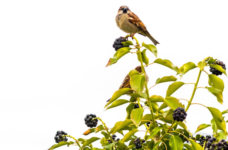 Feather sparrow plumage