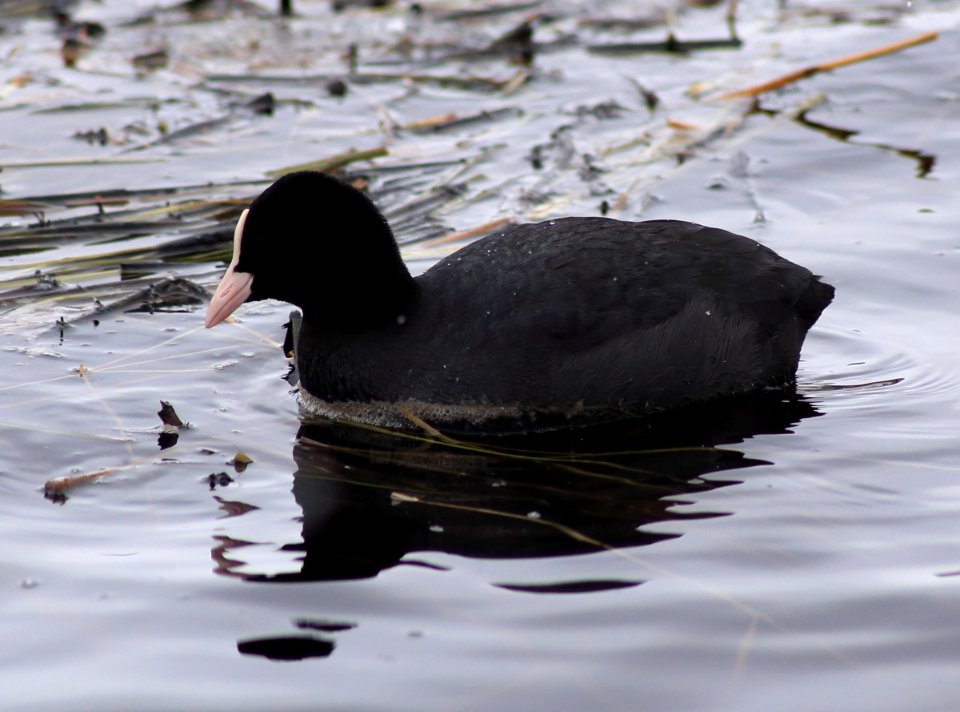 Fulica atra Oulu 20170415 01