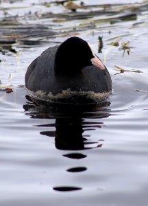 Fulica atra Oulu 20170415 02