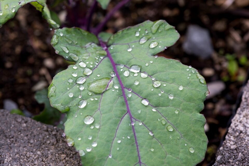 Garden nature drop of water
