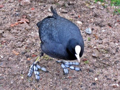 Fulica atra (Eurasian Coot), Arnhem, the Netherlands
