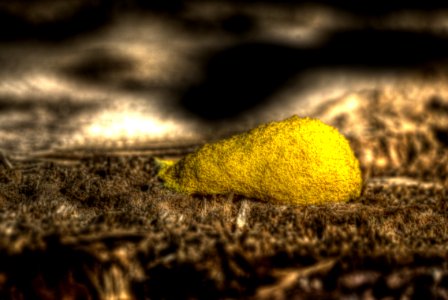 Fuligo septica - Gelbe Lohblüte 03
