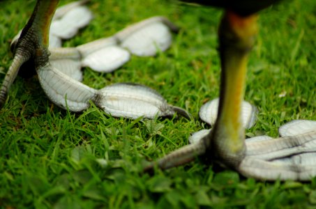 Fulica-atra-feet2