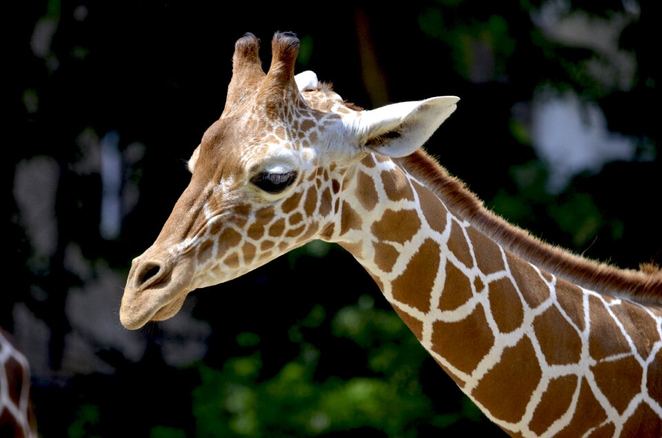 Beautiful africa animal