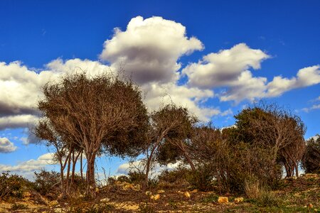 Copse landscape winter photo