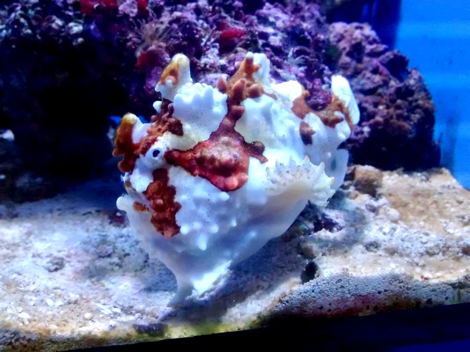 Frogfish in aquarium