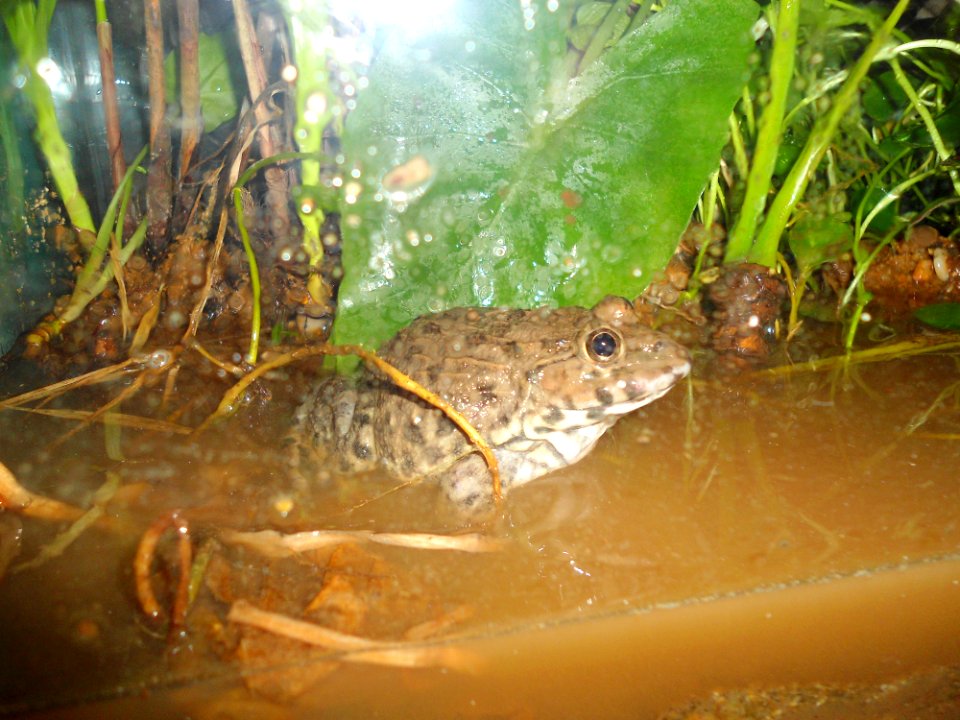 Frog rescued from Haikou market - 01