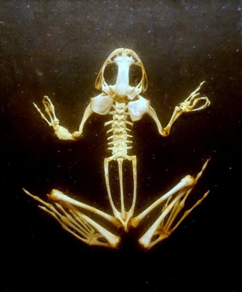 Frog skeleton, historical teaching preparation - Naturhistorisches Museum, Braunschweig, Germany - DSC05019