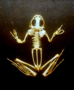 Frog skeleton, historical teaching preparation - Naturhistorisches Museum, Braunschweig, Germany - DSC05019