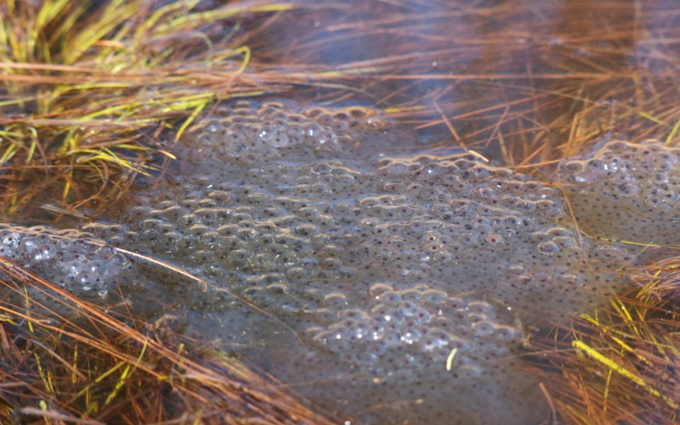 Frog spawn Haukipudas Oulu 20210513