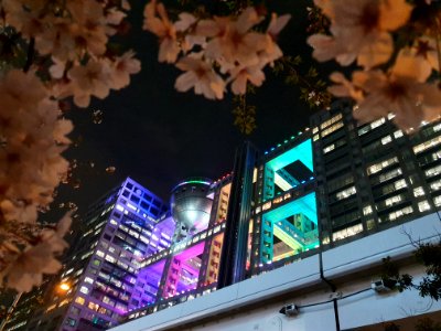 Fuji TV and cherry blossom photo