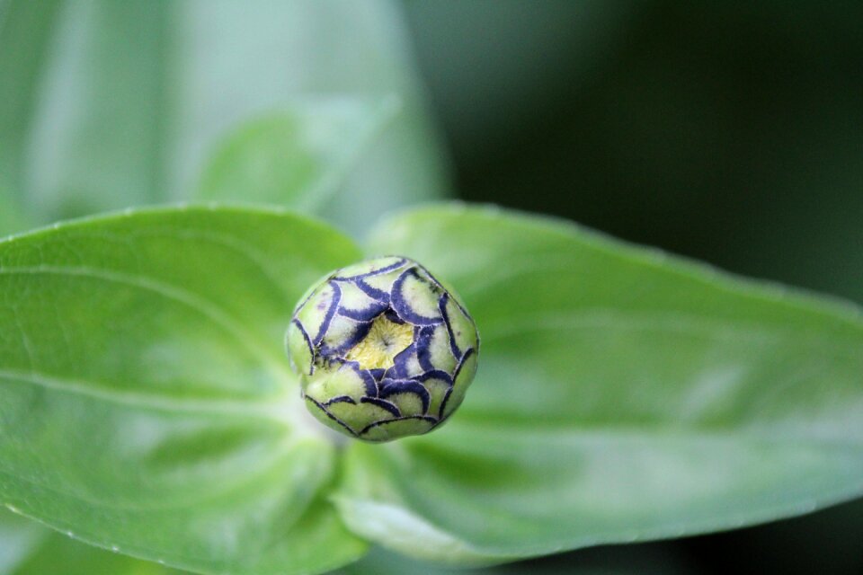 Plant bud flower bud