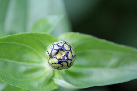 Plant bud flower bud