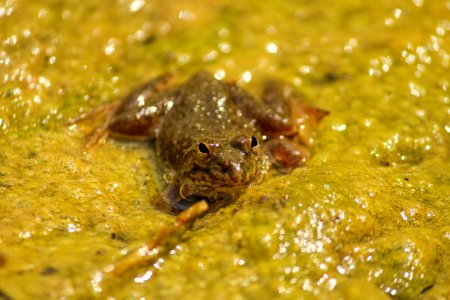 Frog in algae