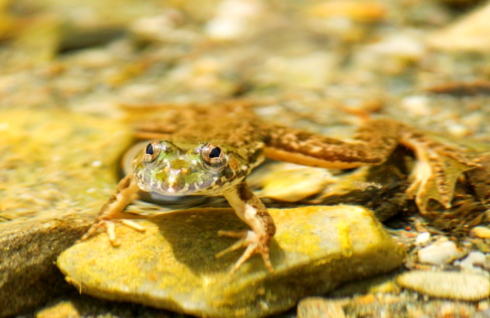 Frog in habitat