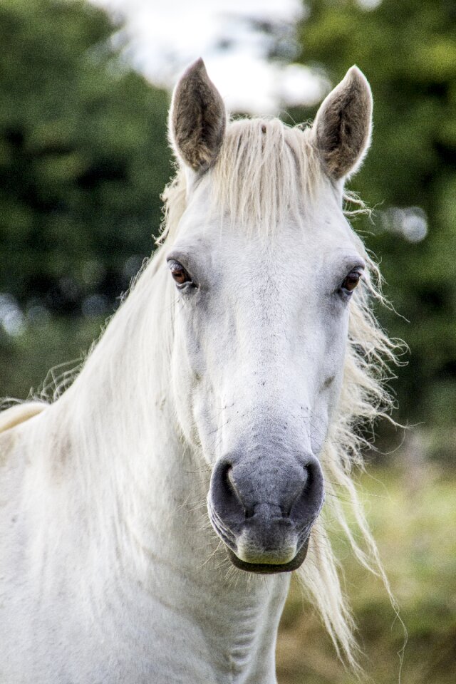 White mammal animal