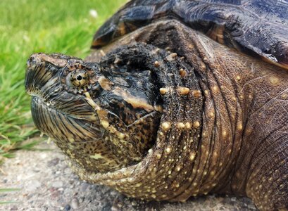 Chelydra serpentina reptile