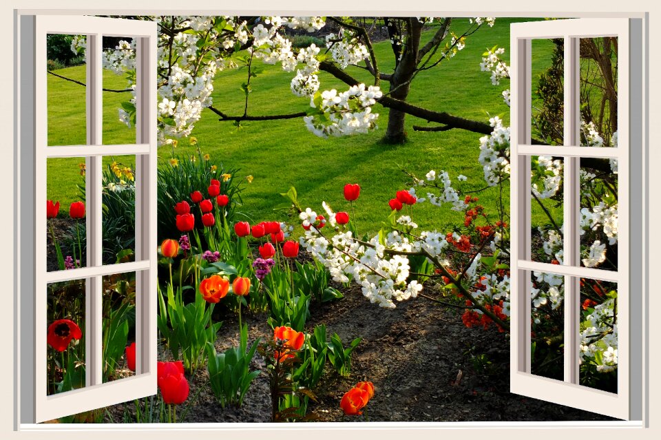 Tulips flowers window