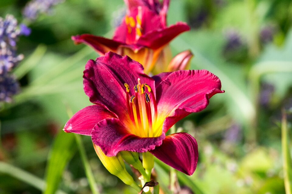 Nature red vibrant