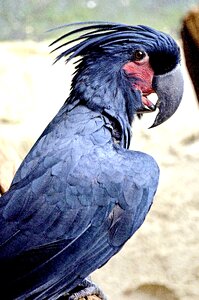 Parrot cockatoo black photo