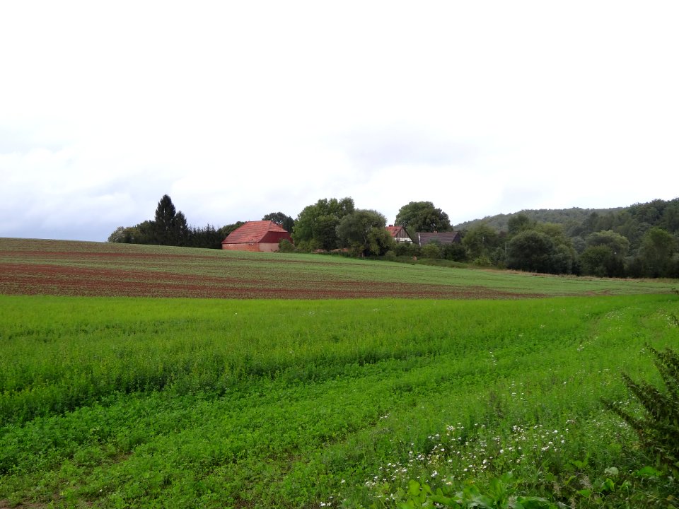 Fronderode 1