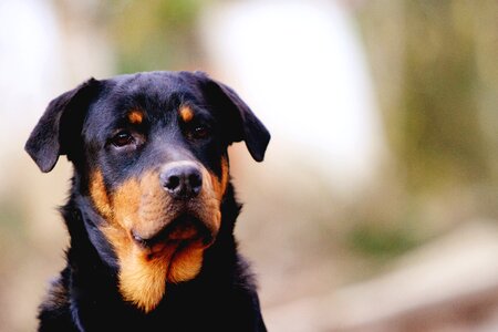 Dog pet animal
