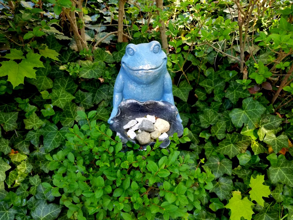 Frog - Arlington, Massachusetts - 20200522 100630