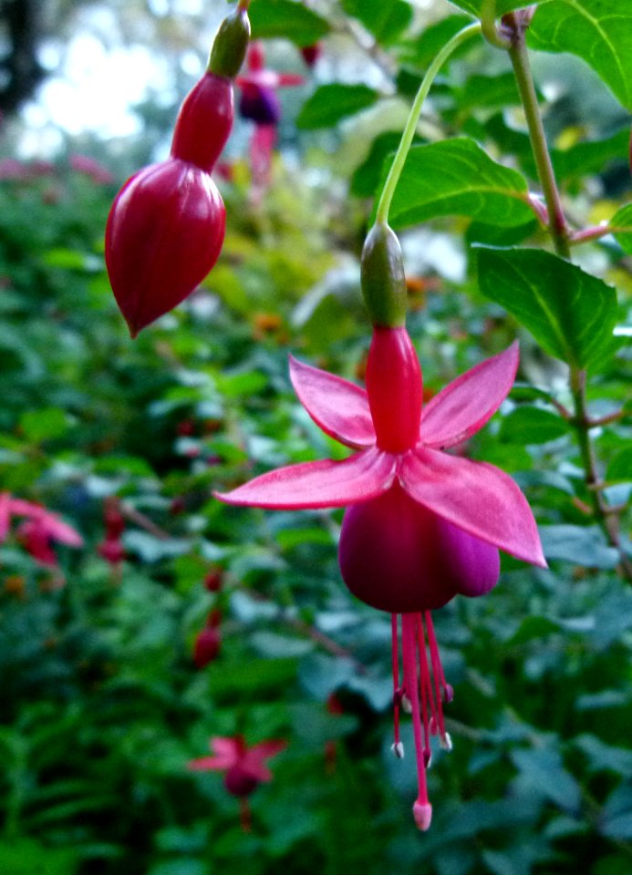 Fuchsias - automne Jardin des Plantes