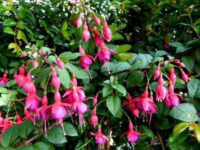 Fuchsias serres du Luxembourg