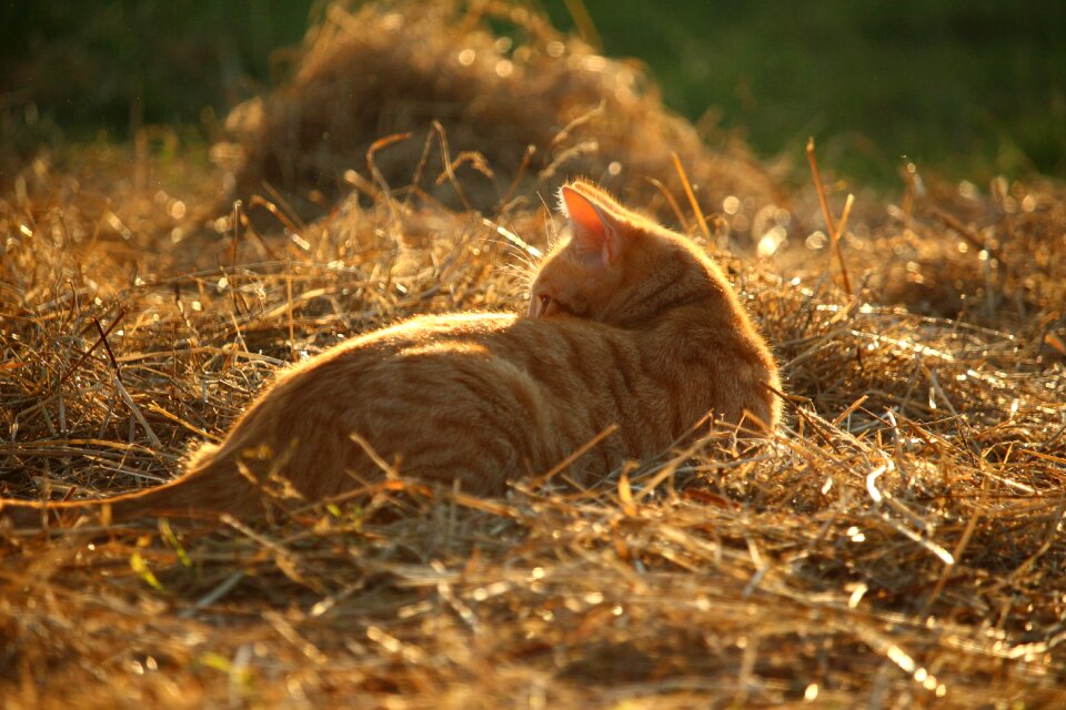 Straw summer red mackerel tabby