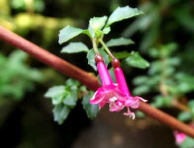 Fuchsia microphylla 2 photo