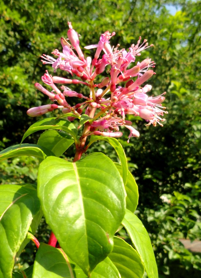 Fuchsia arborescens - Botanischer Garten, Frankfurt am Main - DSC03387