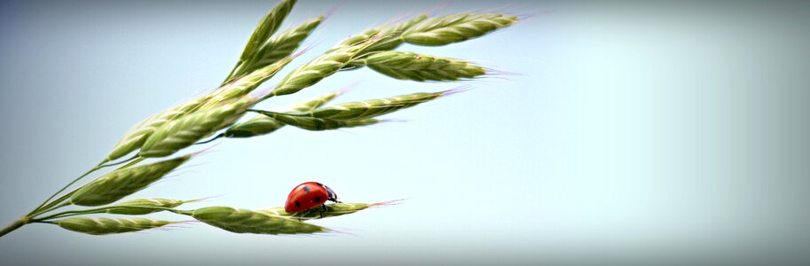 Lucky ladybug red points